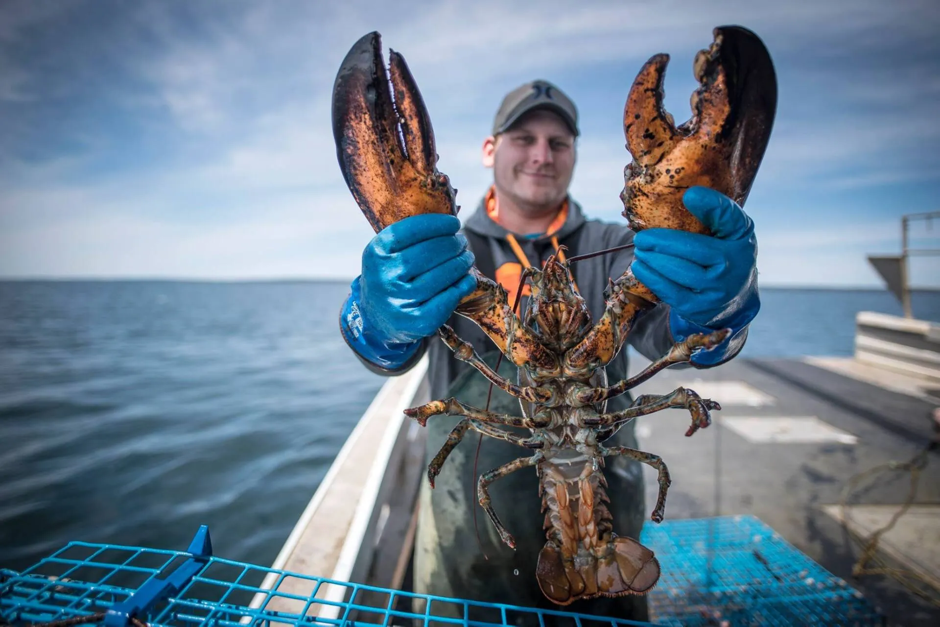 Fisherman holding large Nova Scotia Lobster