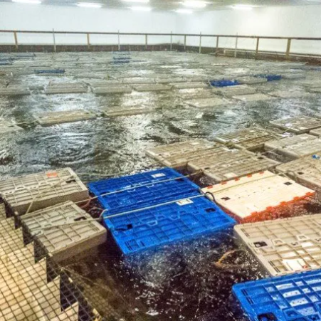 I. Deveau Fisheries Indoor Lobster Storage Tanks